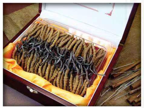 七星冬虫夏草回收